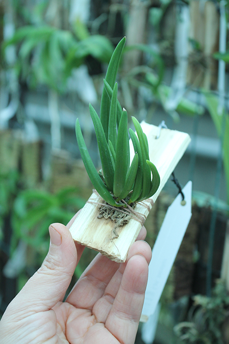 Leptotes bicolor.jpg