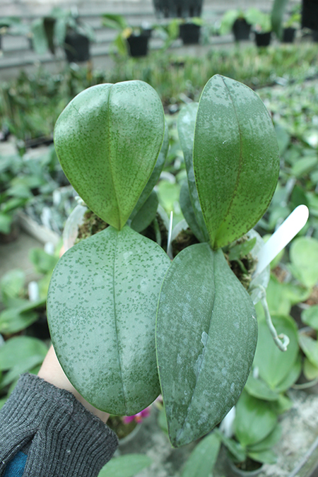 Phalaenopsis Yaphon Perfume 'Yellow' x celebensis 'Yellow'.jpg