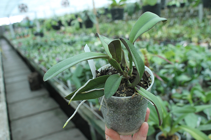 Cattleya lawrenceana var flamea.jpg