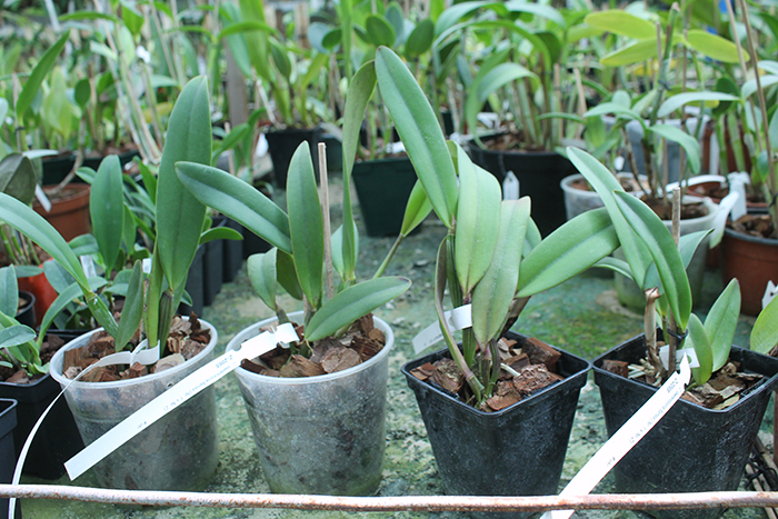 Cattleya lawrenceana flammea 'N1' x lawrenceana flammea 'N 2'.jpg