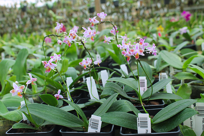 Phalaenopsis equestris three lips.jpg