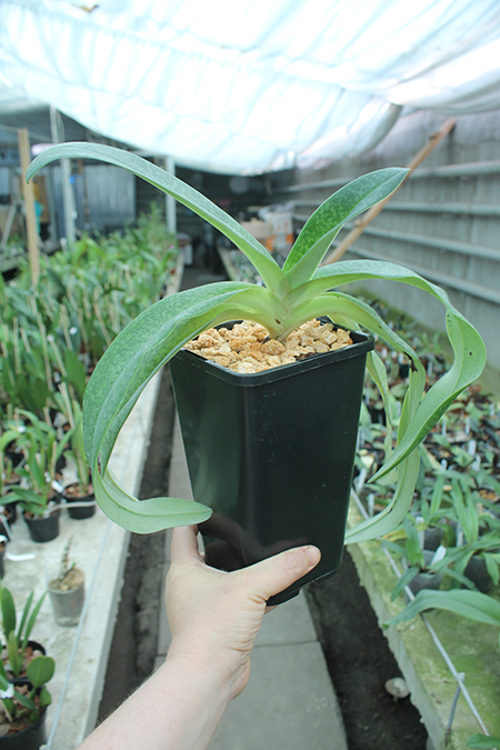 Paphiopedilum Woessner Kologod.jpg