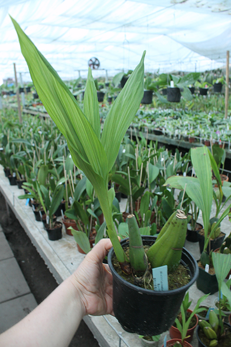 Lycaste Arashiyama (macrobulbon x Shoalhaven 'Kobe').jpg
