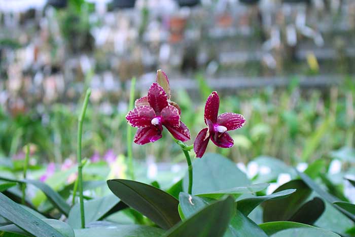 Phalaenopsis Diamond Beauty '1202' x Mituo Reflex Dragon 'B-1'.jpg