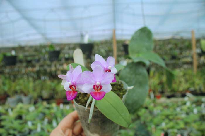 Phalaenopsis Liu's Berry.jpg