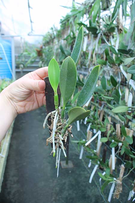 Laelia jongheana alba.jpg