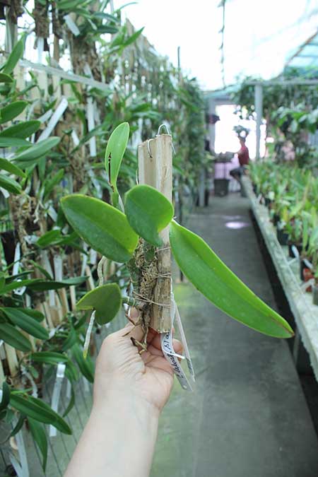 Laelia pumila coerulea 'Paraopeba'.jpg