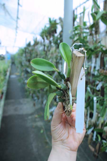 Laelia pumila alba.jpg