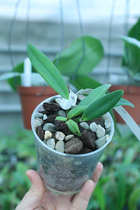 Cattleya lawrenceana coerulea.jpg
