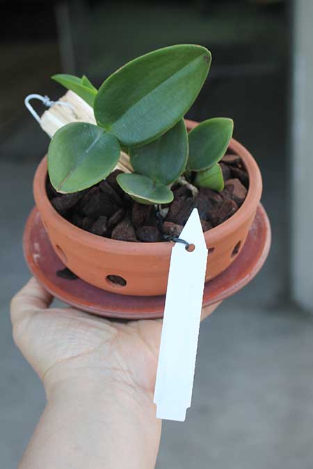 Cattleya schilleriana semi-alba