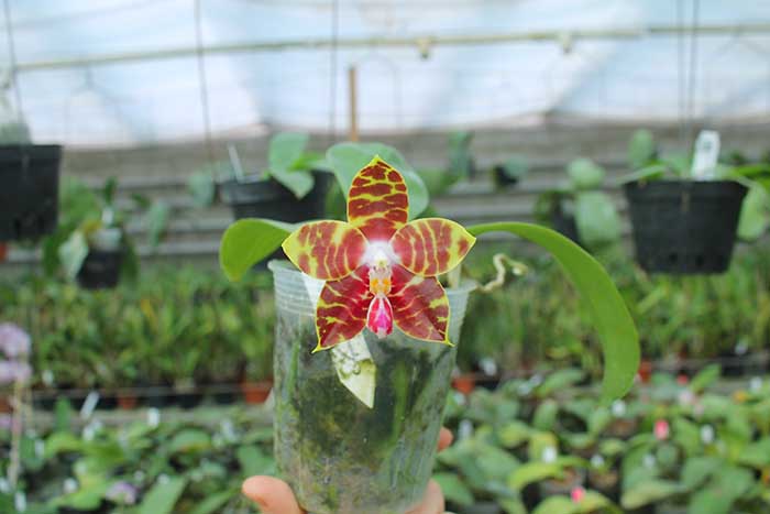 Phalaenopsis Yaphon Nicegirl x Zheng Min Tyrannosaurus.jpg