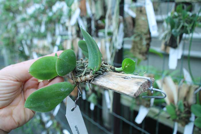 Meiracyllium trinasutum.jpg