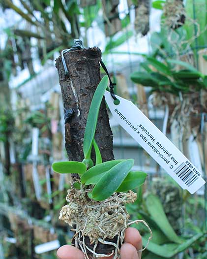 Cattleya percivaliana tipo x percivaliana fma pelorica 'Hercules'.jpg