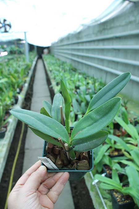 Sophrocattleya Crystelle Smith 'N R'.jpg