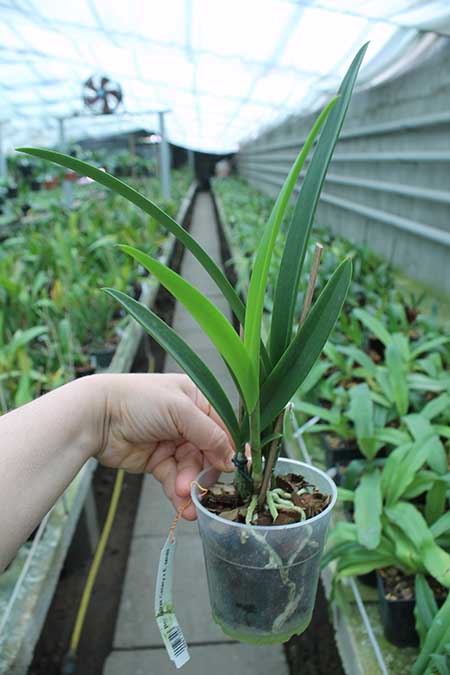 Brassocattleya Jairak Canary x Encyclia randii.jpg