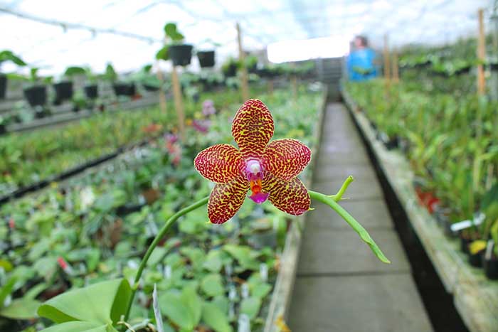 Phalaenopsis Mituo King 'Spider Web' x Black Eagle 'DT'.jpg