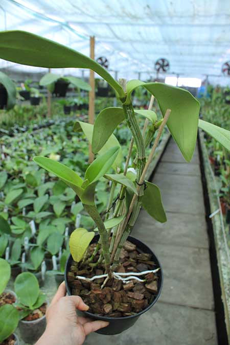 Cattleya amethystoglossa.jpg