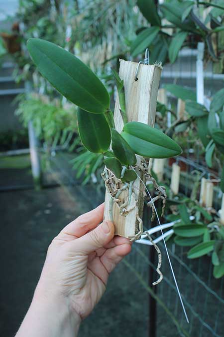 Cattleya schilleriana (atro 'Coluna Vermelha' x 'Chocolate II').jpg