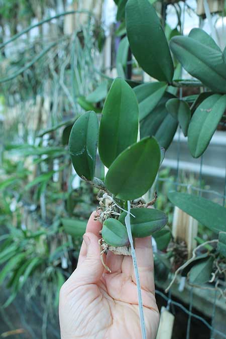 Cattleya schilleriana (tipo 'Aphri' x coerulea 'Sto Antonio').jpg