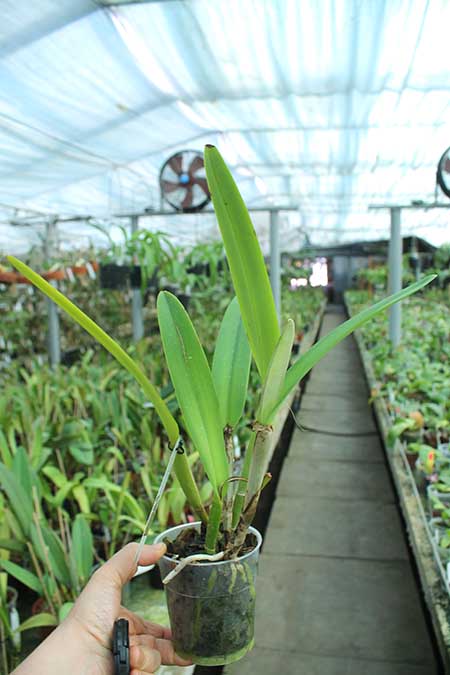 Cattleya maxima alba x semi-alba.jpg