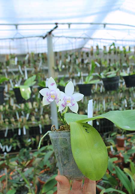 Phalaenopsis Zheng Min Muscadine '323' x speciosa '41-S'.jpg
