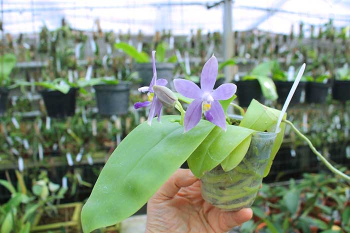 Phalaenopsis (tetraspis 'Su's Bluish' x violacea coerulea).jpg