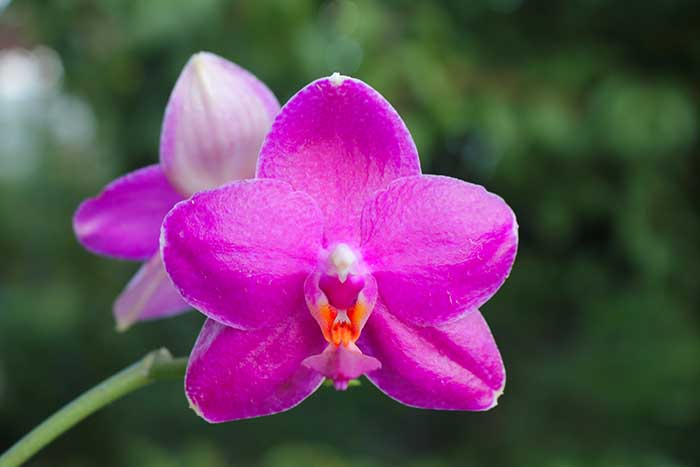 Phalaenopsis Mituo Sun 'Mituo#2' x Mituo King Bellina.jpg