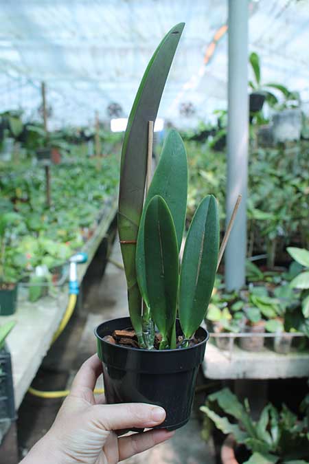 Laeliocattleya Love Knot coerulea x Cattleya mossiae coerulea.jpg