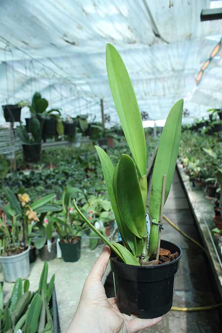 Cattleya warscewiczii ('Halo' x 'Michael').jpg