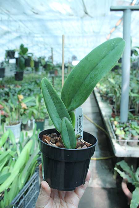 Cattleya trianae 'Newberry' x trianae 'Cashens'.jpg