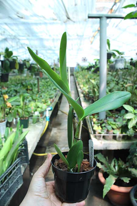 Cattleya Gaudii coerulea (loddigesii coerulea x leopoldii coerulea).jpg