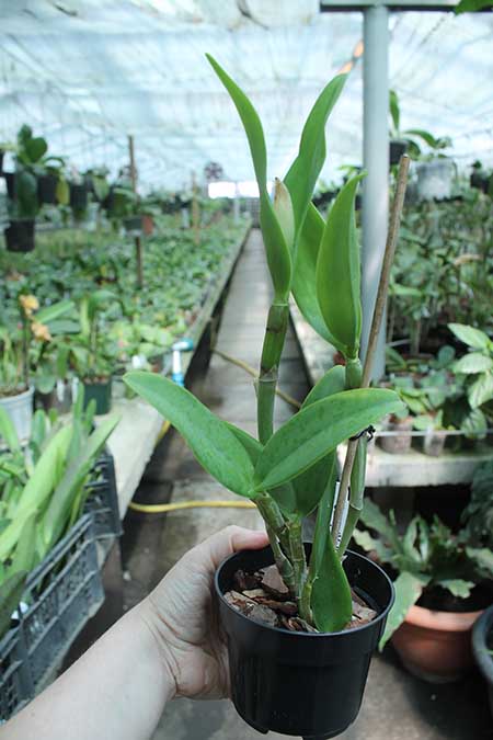 Cattleya Becky Culver (Loddiglossa coerulea 'SVO' x bicolor coerulea 'SVO').jpg
