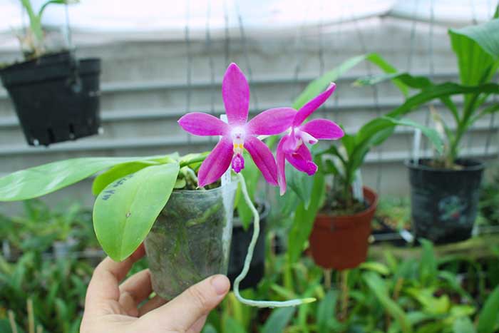 Phalaenopsis LD's Bear King 'YK-10' x spesiosa 'Blue'.jpg