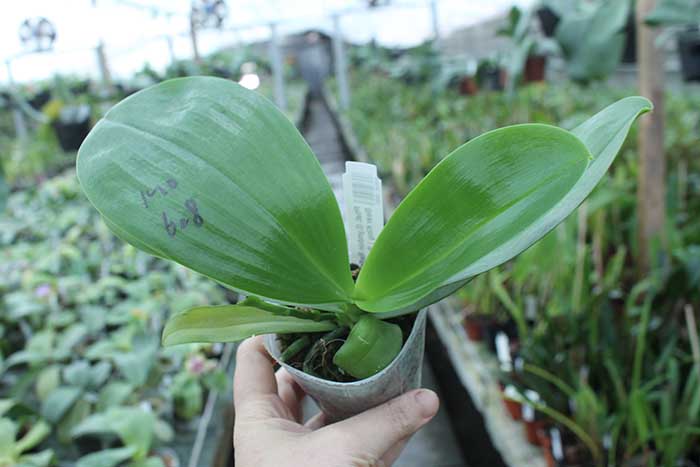 Phalaenopsis (Lyndon Reflex x LD's Bear KIng ) 'flava#1'.jpg