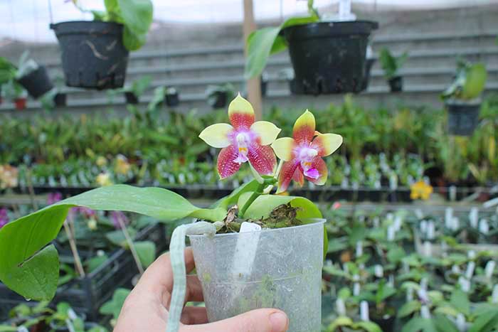 Phalaenopsis Tying Shin Fly Eagle.jpg