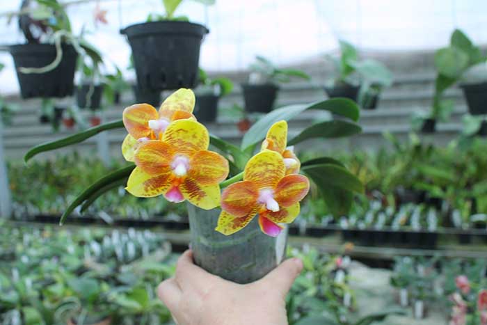 Phalaenopsis Tong Yi Yu Shiou.jpg