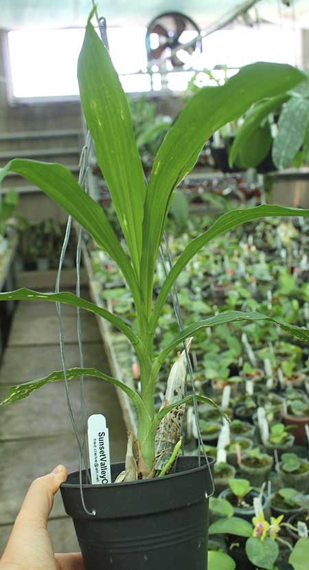 Catasetum Susan Fuchs 'Leucadia' x Catasetum tigrinum 'SVO'.jpg