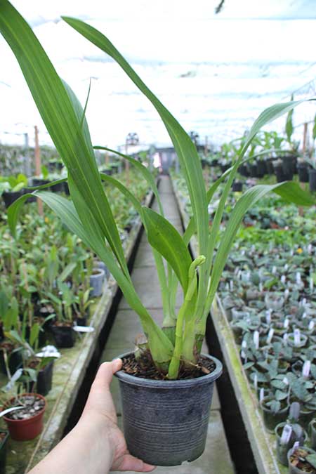 Grammatocymbidium Lovely Melody 'HK'.jpg