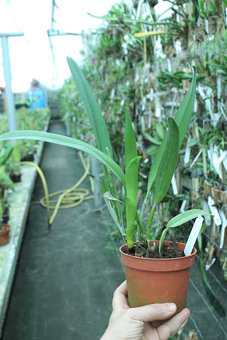 Laelia perrinii alba 'AM' x Laelia perrinii alba 'RK'.jpg