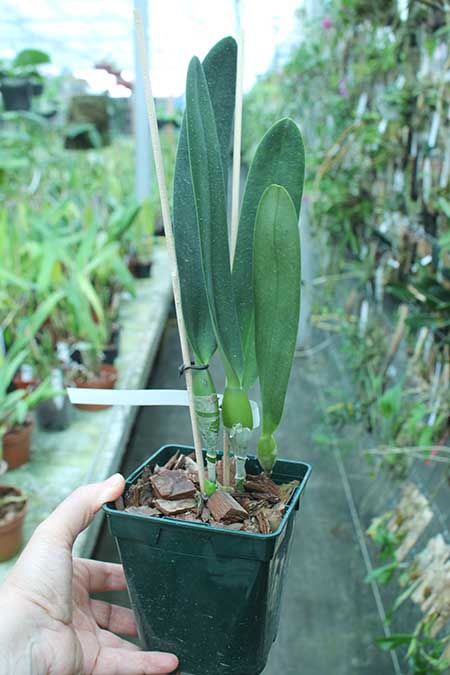 Laelia crispa carnea 'Mignon' x self.jpg