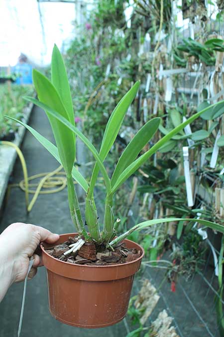 Laelia gouldiana.jpg