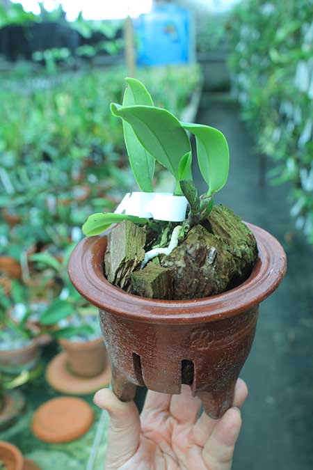 Cattleya walkeriana rubra pelorica 'Esperada' x (walkeriana rubra flamea 'Portinari' x SLF).jpg