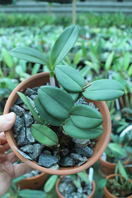Cattleya schilleriana (Aurea Carmelo x Chocolate).jpg