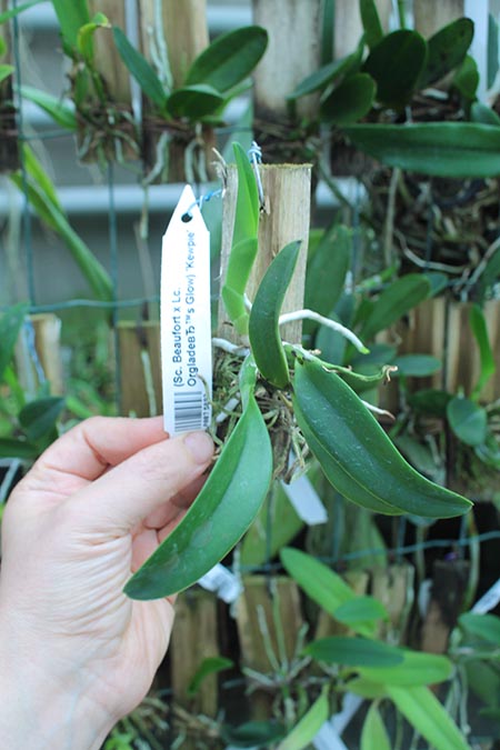 (Sophrocattleya Beaufort x Laeliocattleya Orglade’s Glow) 'Kewpie'.jpg