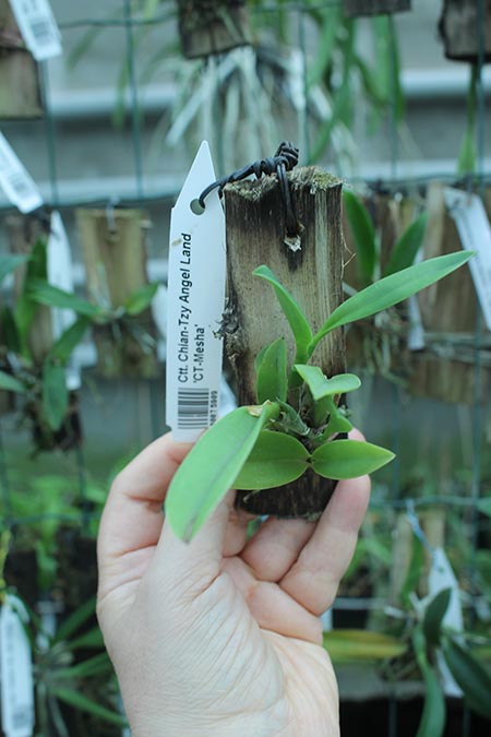 Cattlianthe Chian-Tzy Angel Land 'CT-Mesha'.jpg