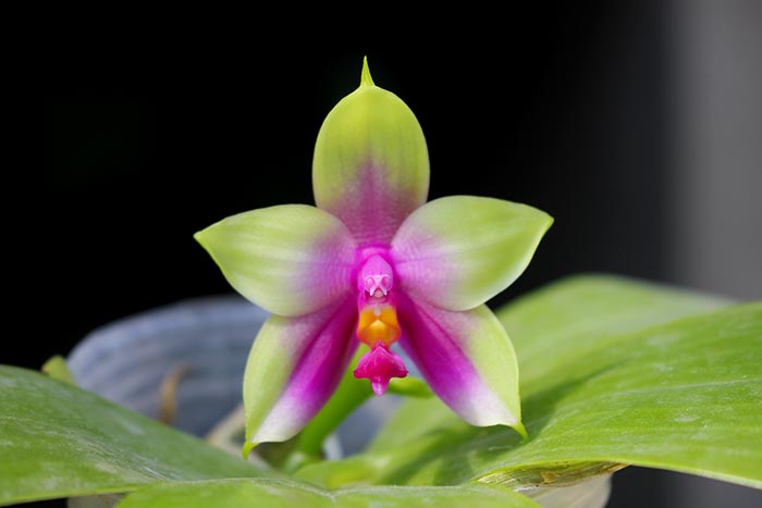 Phalaenopsis bellina 'B-1' x Mituo Princess 'B'.jpg