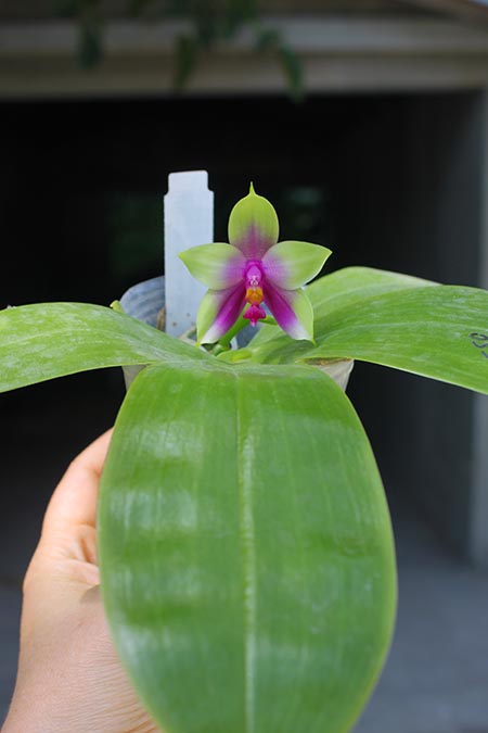 Phalaenopsis bellina 'B-1' x Mituo Princess 'B'.jpg