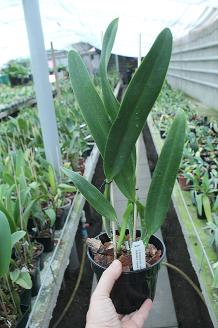 Laeliocattleya Canhamiana coerulea 'Azure Skies'.jpg