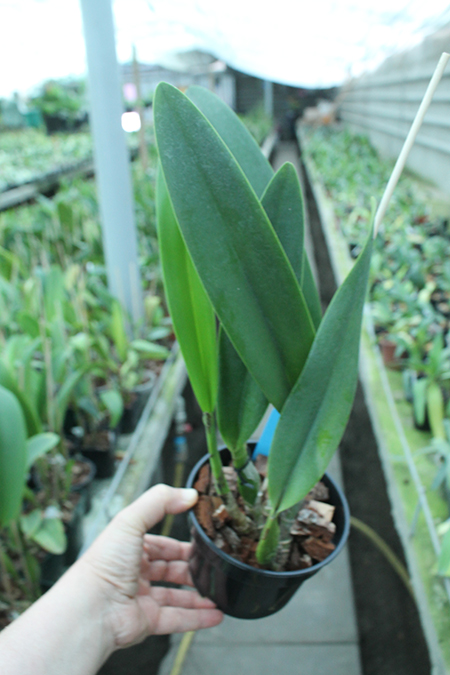 Laeliocattleya Ballet Folklorico 'Eloquence' (Cattleya Song of Norway x Laelia speciosa).jpg