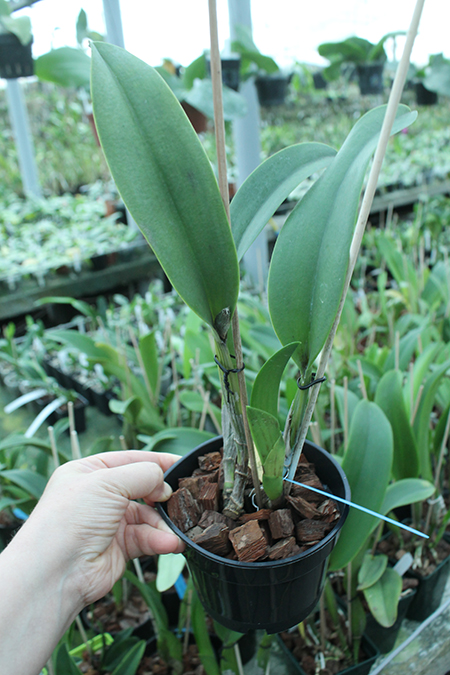 Laeliocattleya Tainan City 'General' (Royal Emperor x Waianae Sunset).jpg